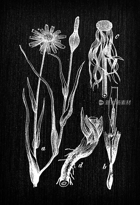 植物学植物古董雕刻插画:Tragopogon pratensis(杰克中午就寝，草甸salsify，秀山羊胡子或草甸山羊胡子)